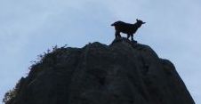 Ziege auf der Bergspitze