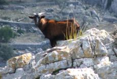 Wildziege auf einem Felsen