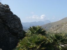 Bergblick mit Palmen im Vordergrund