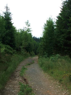Waldweg