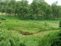 Birkenlandschaft