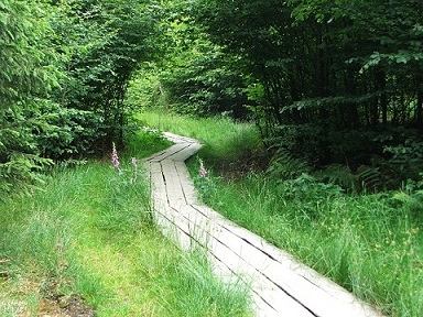 Rothaarsteig