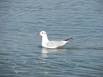 Möwe